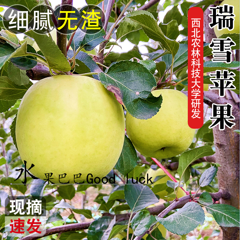 陕西瑞雪青苹果西北农林科技大学研发无添加可带皮吃脆甜鲜嘎嘎香