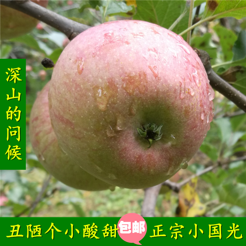 现货北京怀旧小国光老式苹果水果新鲜丑正宗小国光青野生酸甜苹果