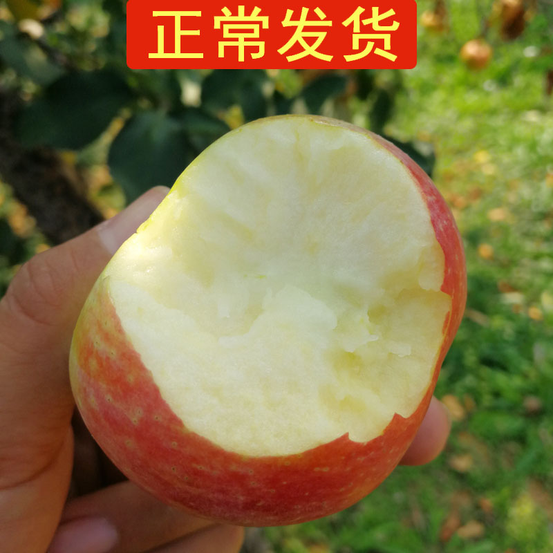 【正常发】5斤烟台栖霞山区老品种国光苹果老树新鲜水果酸甜包邮