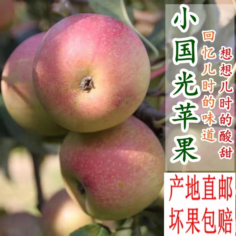 山东国光苹果老品种酸甜水果小国光小苹果新鲜当季水果 5斤