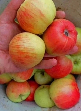 【现货】正宗青龙县国光苹果新鲜水果小国光苹果净重5斤