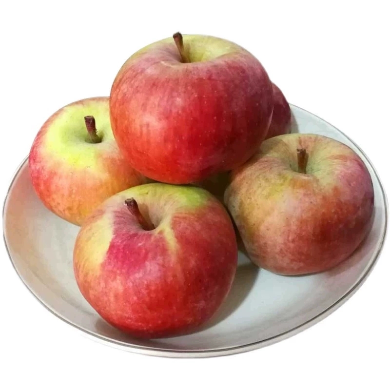小国光苹果笨果新鲜水果正宗国光苹果瓦房店不打蜡不套袋 5斤包邮