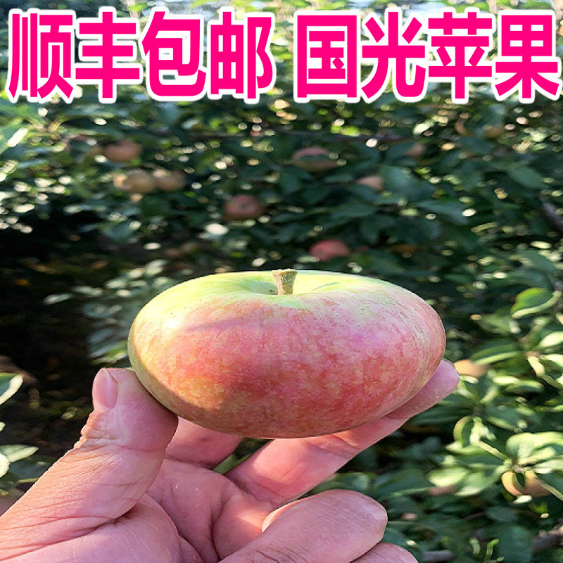 国光苹果 正宗新鲜东北小果光 小苹果  东北特产新鲜水果10斤装