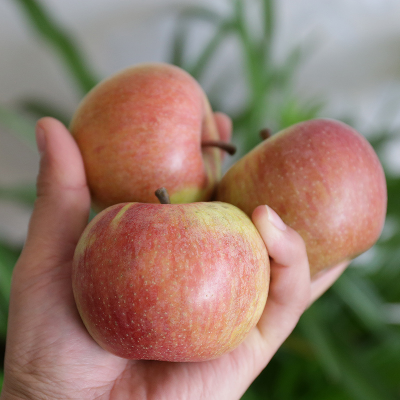 【现货】山东国光苹果老品种酸甜小国光小苹果新鲜当季水果5斤