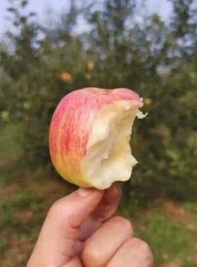 【现货】正宗青龙县国光苹果新鲜水果小国光苹果净重5斤