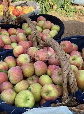 正宗东北国光苹果农家自产新鲜水果5斤儿时味道酸甜国光苹果