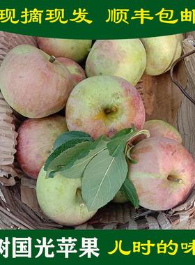 承德老树国光苹果新鲜10斤装小时候的味道酸酸甜甜爽脆孕妇鲜水果