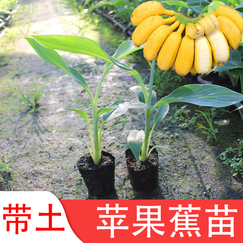 苹果粉蕉苗带土广西发货中蕉9号香蕉苗四季种植红香蕉苗皇帝蕉苗