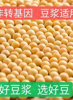东北农家黄豆新货黄豆颗粒饱满 黄豆打豆浆专用黄豆多规格可选