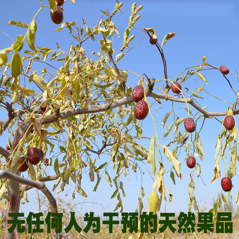 若羌2023新灰枣树上吊干新疆特产野生品质无添加初心红枣枣园包邮