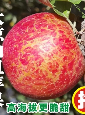 大凉山丑苹果新鲜水果当季整箱10斤包邮盐源红富士冰糖心平果现摘