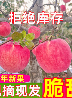 苹果水果新鲜水果当季整箱时令应季10斤包邮正宗大连红富士苹果