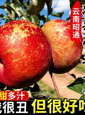 云南昭通市丑苹果正宗冰糖心苹果新鲜水果当季整箱年货红富士萍果