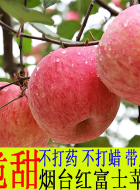 烟台苹果水果新鲜当季整箱10斤吃货助农山东栖霞红富士冰糖心