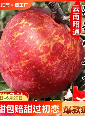 正宗云南昭通市丑苹果冰糖心苹果新鲜水果当季整箱红富士10产地