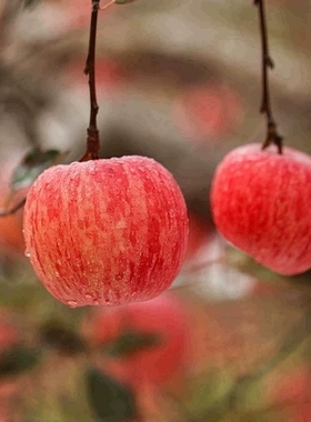 烟台红富士苹果新鲜水果新鲜当季整箱10斤正宗山东栖霞冰糖心包邮