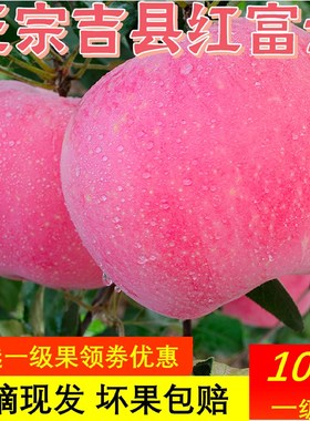 当季新鲜红富士苹果吉县壶口红富士水果产品2021新果整箱加力