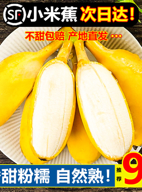 现摘广西小米蕉10斤banana当季新鲜水果整箱自然熟苹果蕉香蕉粉蕉