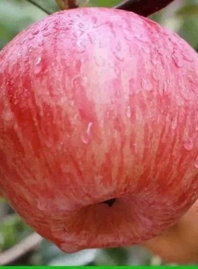苹果水果新鲜红富士一整箱送礼精装河北邢台特产浆水苹果10斤包邮