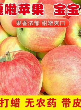 2024年新鲜现摘嘎啦苹果水果10斤丑苹果脆甜多汁新鲜苹果非红富士