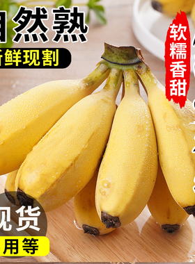 正宗广西小米蕉香蕉新鲜10水果整箱斤当季小香蕉粉蕉自然熟苹果蕉