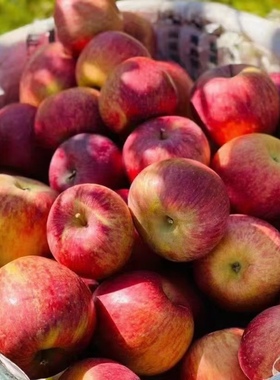 今年云南昭通农家新鲜水果丑苹果脆甜孕妇农产品整箱10斤包邮