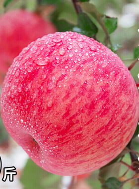 烟台红富士苹果水果新鲜应当季栖霞丑萍果整箱10斤冰糖心平果包邮