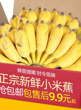 正宗广西小米蕉香蕉10斤新鲜水果整箱当季鲜苹果蕉自然熟粉蕉包邮