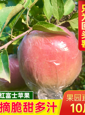 新鲜红富士苹果脆甜苹果新鲜水果当季现摘10斤丑苹果原生态整箱
