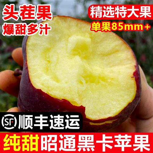 云南昭通黑卡苹果黑苹果黑钻苹果新鲜水果当季整箱10斤包邮
