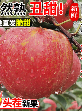 云南昭通丑苹果10斤冰糖心新鲜水果当季整箱红富士大凉山苹果包邮