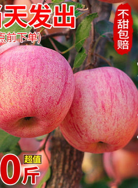山东烟台红富士苹果10斤新鲜水果当季栖霞萍果整箱包邮脆甜丑平果