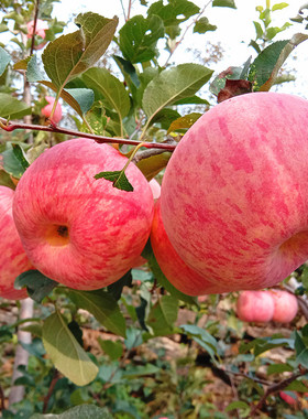 沂源红富士苹果山东正宗脆甜多汁中庄当季现摘10斤装新鲜种植水果