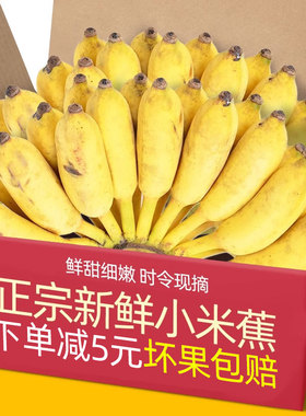 云南香蕉新鲜小米蕉水果包邮小香芭蕉苹果蕉9斤自然熟当季整箱10