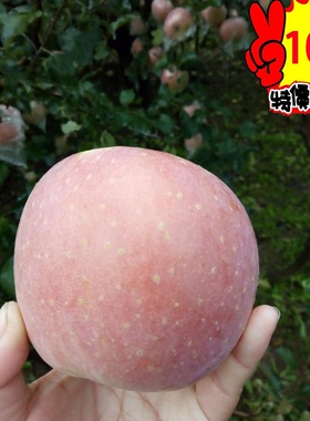 安徽砀山正宗红富士丑苹果10斤批包邮烟台农家新鲜水果纯天然小