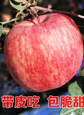 烟台苹果栖霞红富士新鲜甜脆孕妇山东水果带箱10斤批一级果园直发