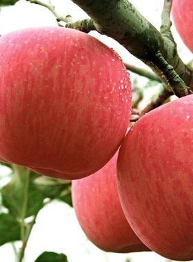 灵宝红富士苹果水果新鲜包邮10斤整箱当季特产时令孕妇水果应季批