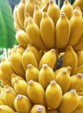 广西小米蕉10斤当季新鲜水果现摘现发苹果蕉粉蕉小鸡蕉香蕉整箱批