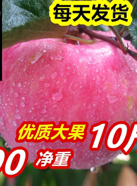 现摘山东烟台栖霞红富士苹果水果5/10斤包邮批新鲜条纹苹果礼盒