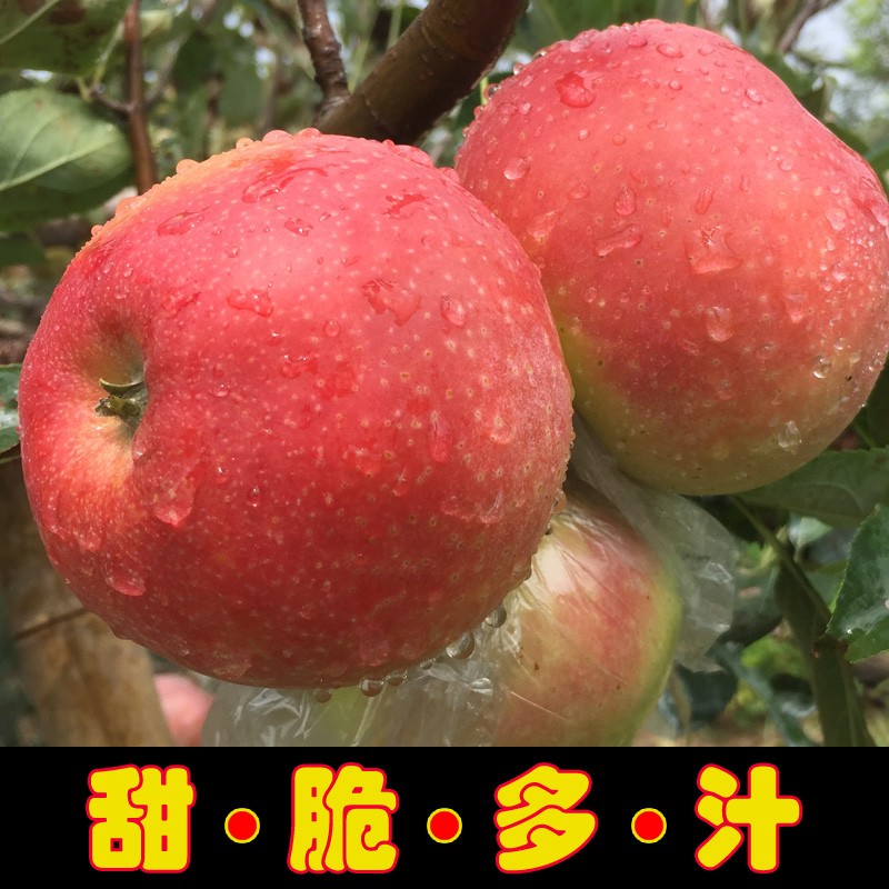 安徽砀山红富士苹果新鲜水果烟台特产整箱10斤当季批农家陕西脆甜