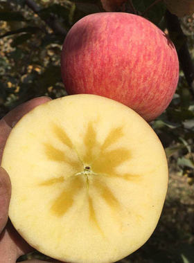 正宗新疆阿克苏冰糖心苹果当季新鲜水果10斤大果丑苹果红富士PCAN