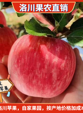 正宗陕西洛川红富士苹果产地直发2021新果儿童孕妇冰糖心新鲜水果