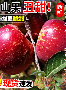 大凉山丑苹果10斤新鲜水果当季现摘盐源红富士冰糖心苹果整箱包邮