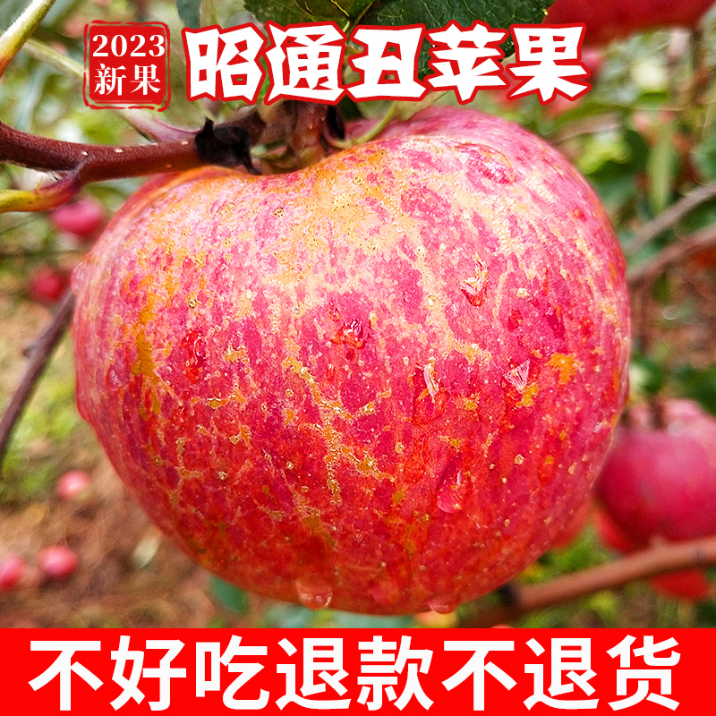云南昭通丑苹果新鲜水果孕妇当季整箱9斤冰糖心富士绍通苹果10甜
