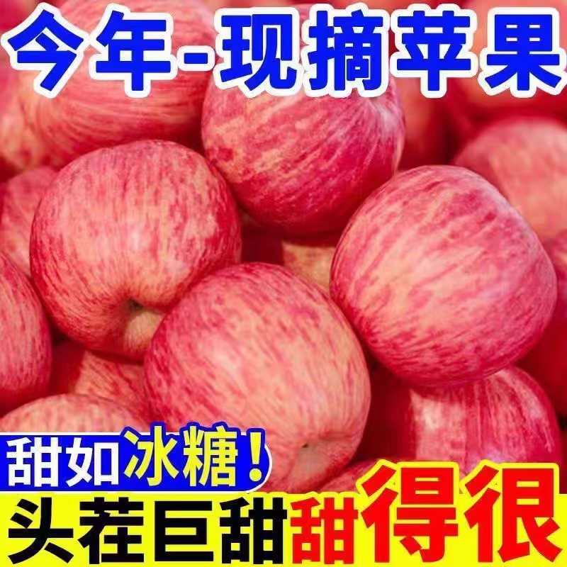 正宗陕西洛川红富士苹果水果新鲜整箱冰糖心脆甜10斤礼盒顺丰