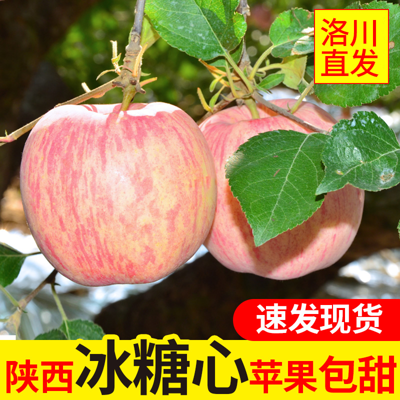 正宗陕西洛川红富士苹果水果冰糖心新鲜脆甜水果延安特产5斤