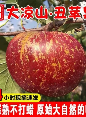 大凉山丑苹果水果新鲜当季整箱10四川盐源红斤富士冰糖心苹果
