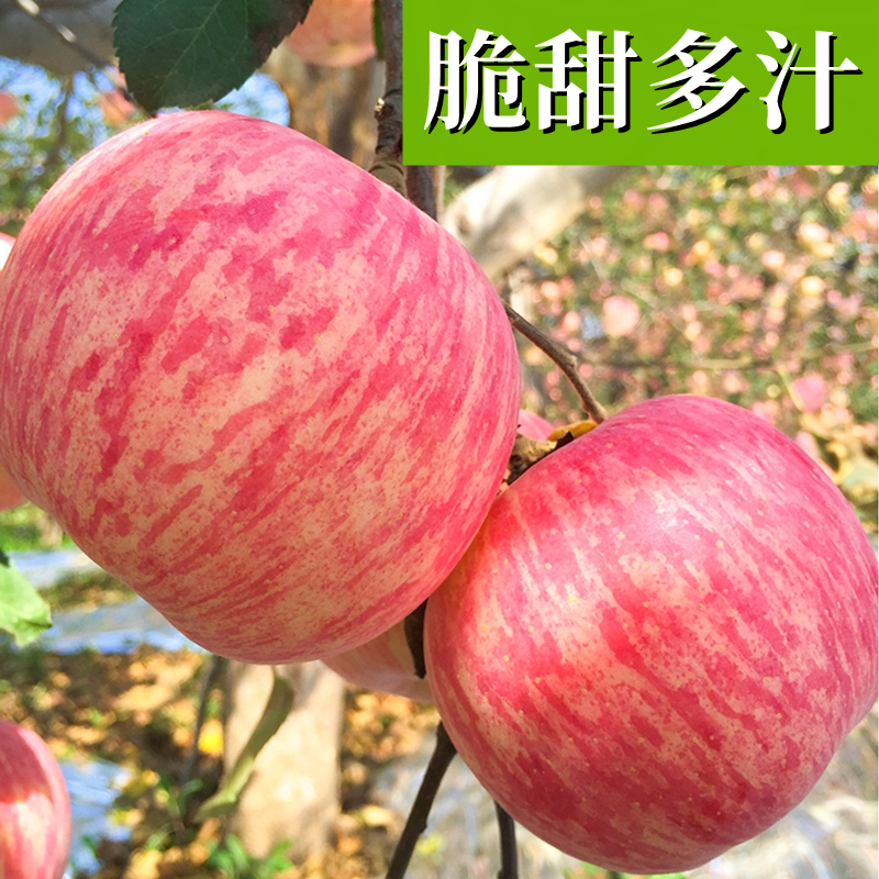 新鲜苹果水果整箱当季陕西洛川正宗红富士冰糖心脆甜一级10斤