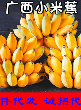 广西新鲜小米蕉香蕉水果现摘现发整箱3斤5斤小香蕉芭蕉苹果蕉