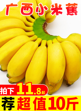 广西小米蕉新鲜香蕉10斤当季水果小香芭蕉苹果蕉自然熟整箱5